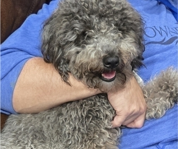 Medium Photo #1 Whoodle (Miniature) Puppy For Sale in KATY, TX, USA