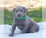 Small Labrador Retriever