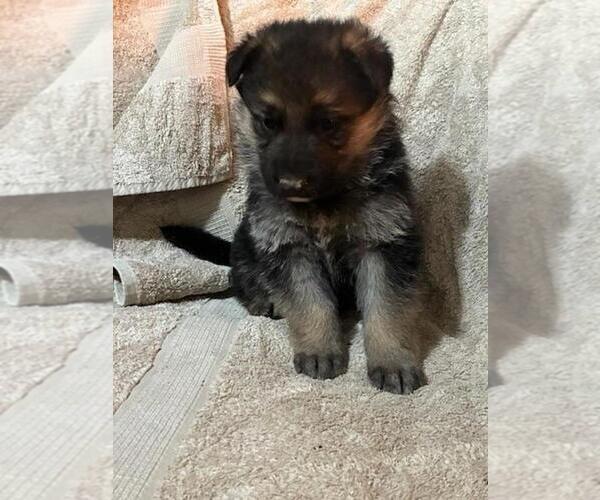 Medium Photo #4 German Shepherd Dog Puppy For Sale in GREENWOOD, WI, USA