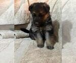 Small #3 German Shepherd Dog