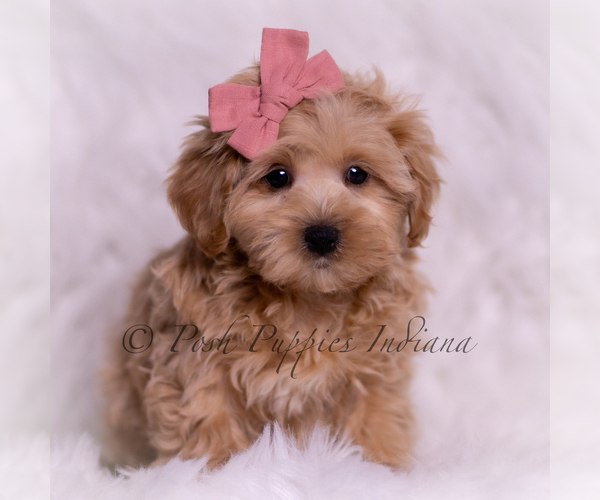 Medium Photo #1 Maltipoo (Miniature) Puppy For Sale in WARSAW, IN, USA
