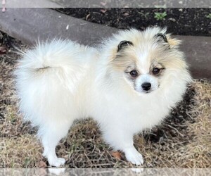 Pomeranian Puppy for sale in LISLE, IL, USA