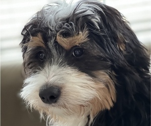 Miniature Bernedoodle Puppy for sale in VALPARAISO, IN, USA