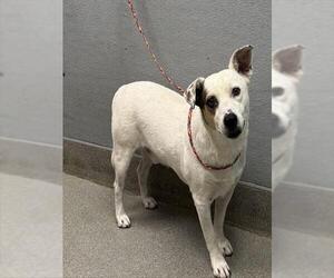 Medium Dalmatian Mix