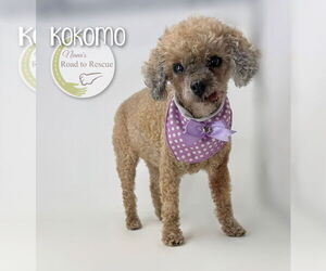 Medium Poodle (Toy)