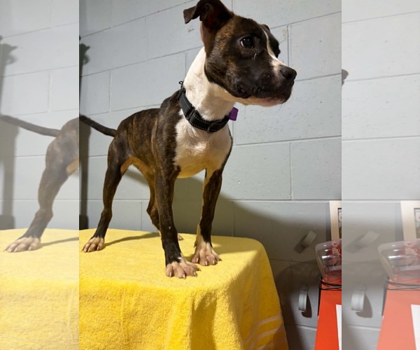 Medium Photo #2 American Pit Bull Terrier-Unknown Mix Puppy For Sale in Mukwonago, WI, USA