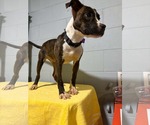 Small #1 American Pit Bull Terrier Mix