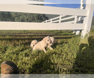 Labrador Retriever Puppy for sale in MARIPOSA, CA, USA