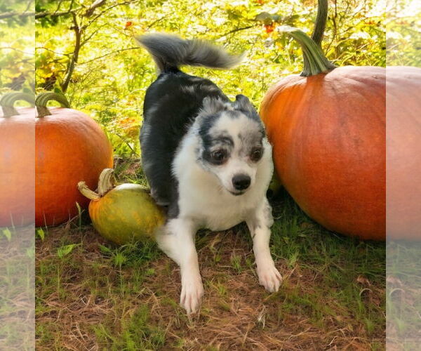 Medium Photo #2 Chihuahua Puppy For Sale in Lexington, SC, USA