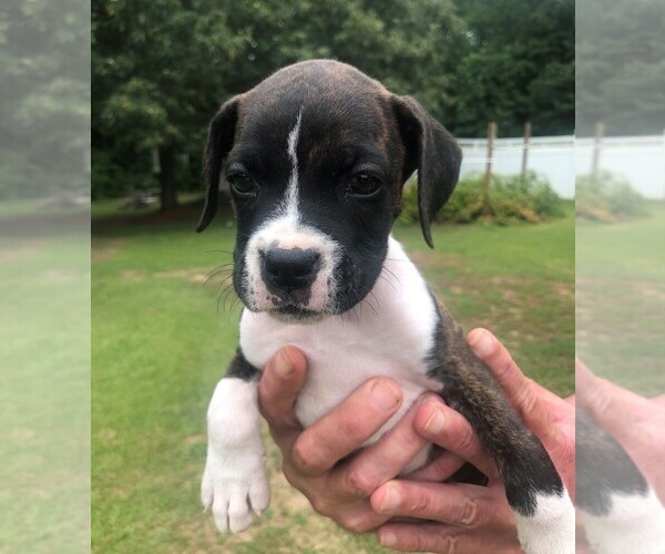 Medium Photo #3 Boxer Puppy For Sale in CHESTERFIELD, SC, USA