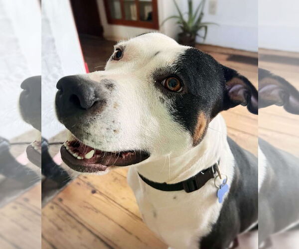 Medium Photo #5 American Staffordshire Terrier Puppy For Sale in Spring Lake, NC, USA