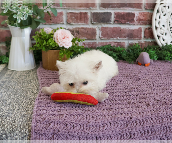 Medium Photo #9 West Highland White Terrier Puppy For Sale in SYRACUSE, IN, USA