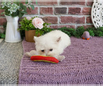Small #8 West Highland White Terrier