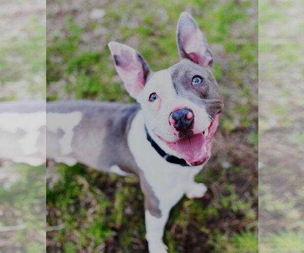 Medium Photo #3 Mutt Puppy For Sale in Boonton, NJ, USA