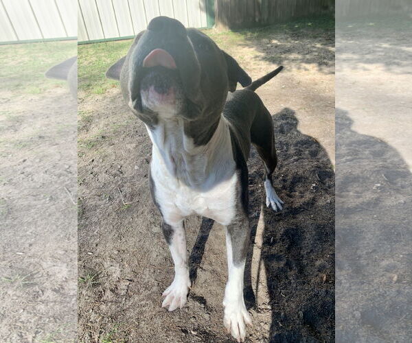 Medium Photo #23 American Bulldog Puppy For Sale in Lexington, SC, USA