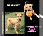 Small #1 Catahoula Leopard Dog
