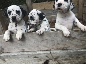 Dalmatian Puppy for sale in ROCKMART, GA, USA