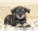 Small #1 Schnauzer (Miniature)