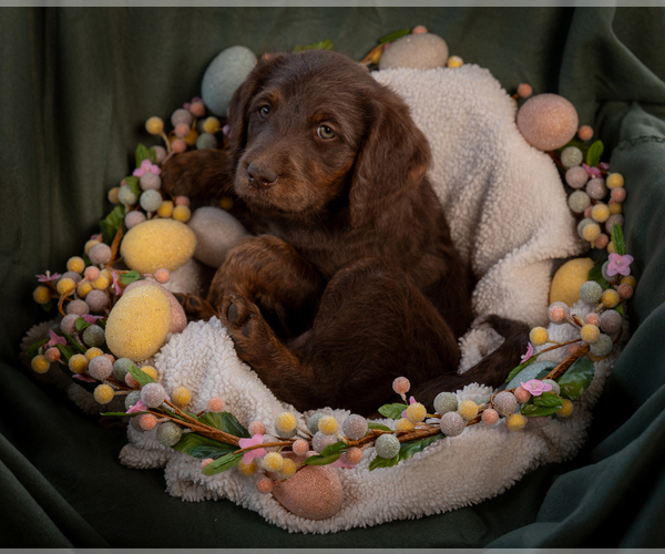 Medium Photo #4 Labradoodle Puppy For Sale in DEEPWATER, MO, USA