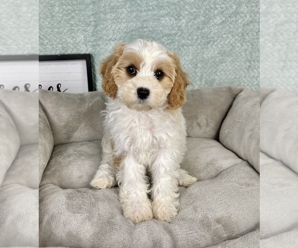 Medium Photo #6 Cavapoo Puppy For Sale in FRANKLIN, IN, USA