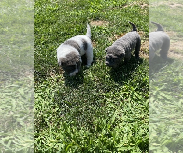Medium Photo #10 Chinese Shar-Pei Puppy For Sale in NEW RICHMOND, WI, USA