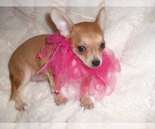 Medium Photo #5 Chihuahua Puppy For Sale in JACKSON, MS, USA
