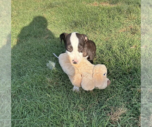 Medium Photo #8 Mutt Puppy For Sale in Mooresville, NC, USA