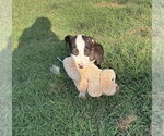 Small #7 Mutt