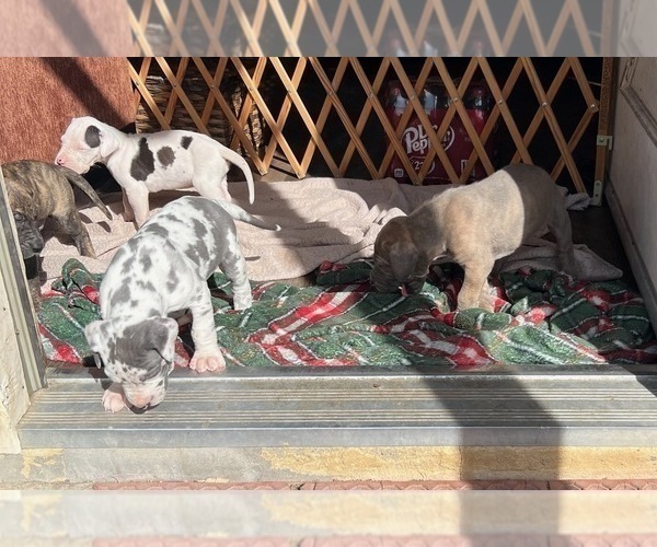 Medium Photo #1 Great Dane Puppy For Sale in PITTSBURG, CA, USA
