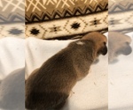 Small #3 Beagle-Siberian Husky Mix