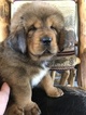 Puppy 8 Tibetan Mastiff