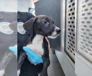 Mutt Dogs for adoption in San Antonio, TX, USA