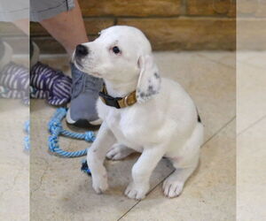Great Pyrenees-Pointer Mix Dogs for adoption in Enfield, CT, USA