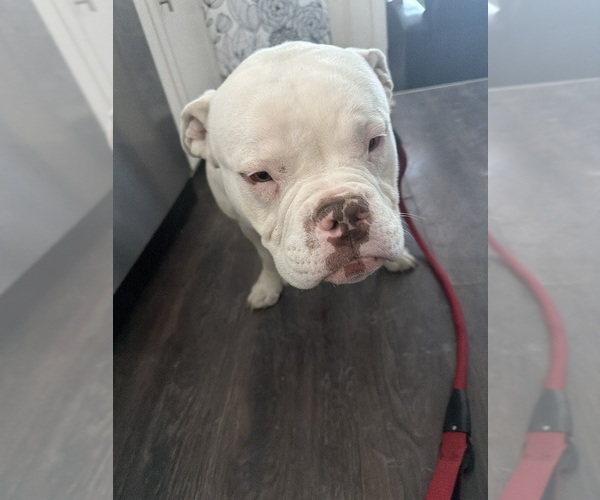 Medium Photo #1 American Bully Puppy For Sale in GREENFIELD, IN, USA