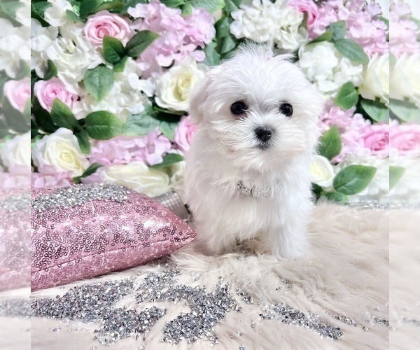 Medium Photo #42 Maltese Puppy For Sale in HAYWARD, CA, USA