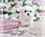 Small Photo #42 Maltese Puppy For Sale in HAYWARD, CA, USA