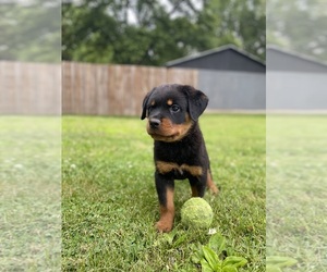 Rottweiler Puppy for sale in MORRISON, IL, USA