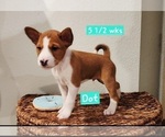 Small #5 Basenji