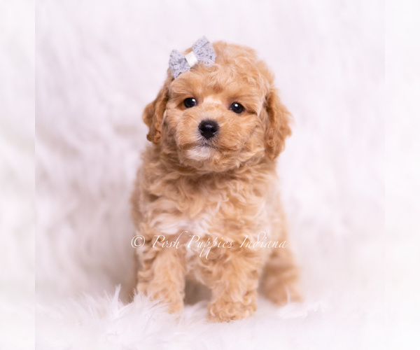 Medium Photo #2 Poodle (Toy) Puppy For Sale in WARSAW, IN, USA