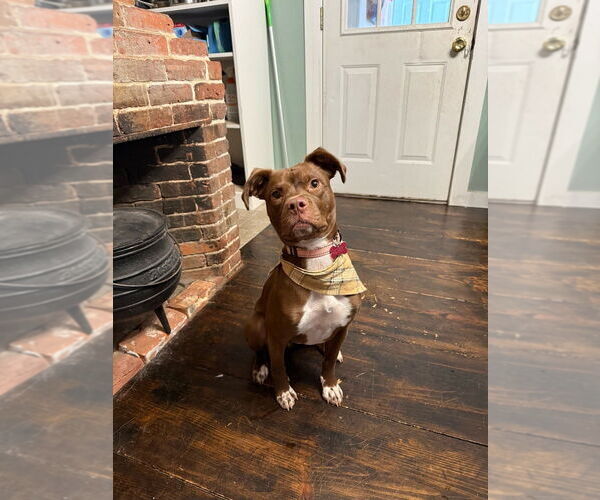 Medium Photo #11 Mutt Puppy For Sale in Boston, MA, USA