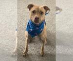 Small American Staffordshire Terrier Mix