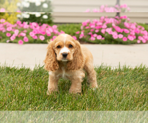Cocker Spaniel Puppy for sale in MILLERSBURG, IN, USA
