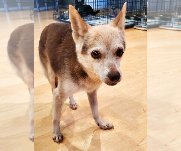 Medium Photo #1 Mutt Puppy For Sale in Vail, AZ, USA