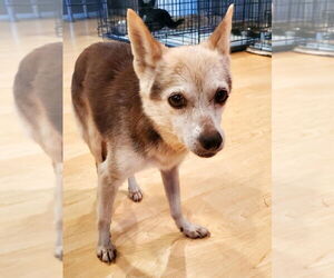 Mutt Dogs for adoption in Vail, AZ, USA