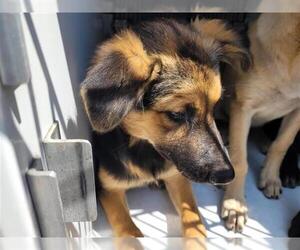 German Shepherd Dog Dogs for adoption in Houston, TX, USA