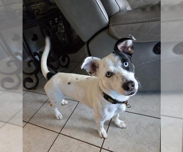 Medium Photo #1 Chihuahua-Unknown Mix Puppy For Sale in San Antonio, TX, USA
