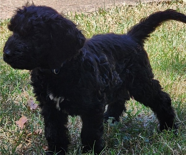 Medium Photo #3 Doodle-Goldendoodle Mix Puppy For Sale in WACO, TX, USA