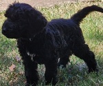 Small Photo #3 Doodle-Goldendoodle Mix Puppy For Sale in WACO, TX, USA
