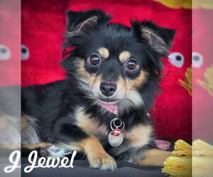 Chihuahua-Unknown Mix Dogs for adoption in Chino Hills, CA, USA