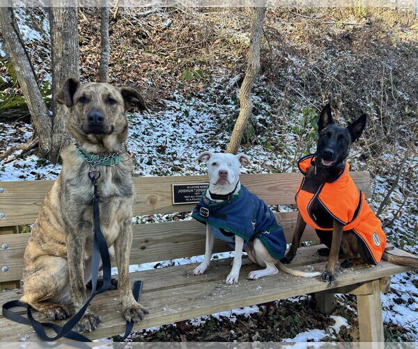 Medium Photo #5 Mutt Puppy For Sale in Sykesville, MD, USA